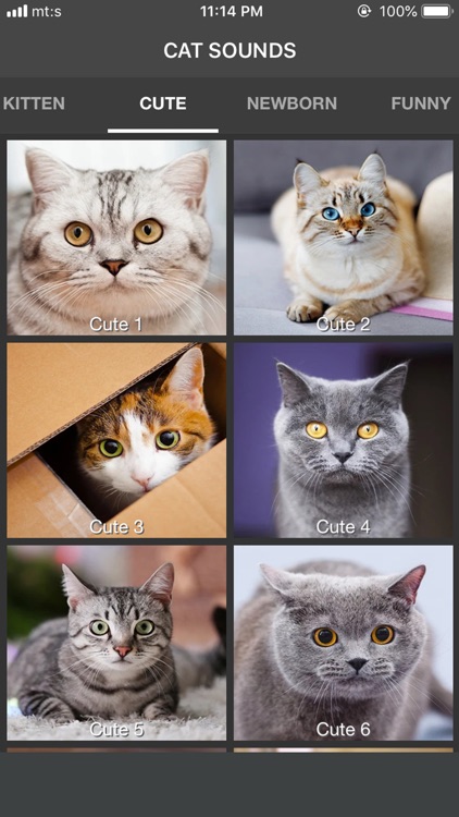 Cat Sounds - Meow Soundboard