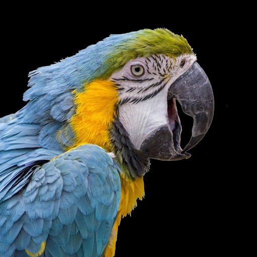 Parrots 2.0 icon
