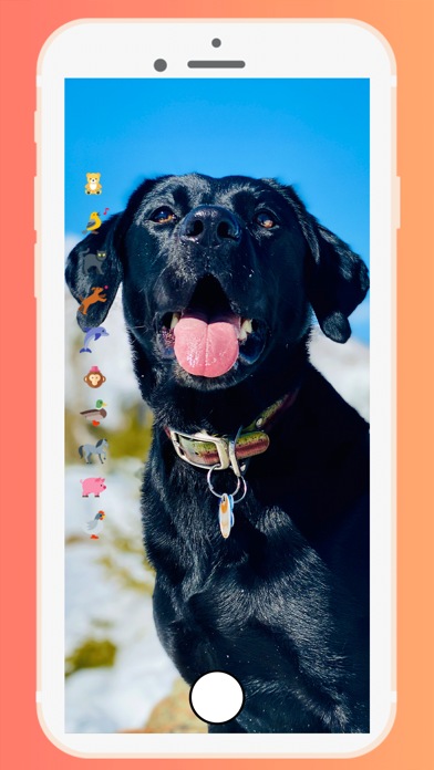 KIKO & QUINN - Pet Pics screenshot 2
