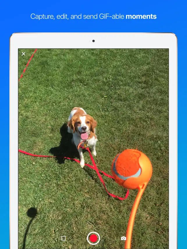 Obrázek 5 Gfycat: GIFs, stickers & memes iphone