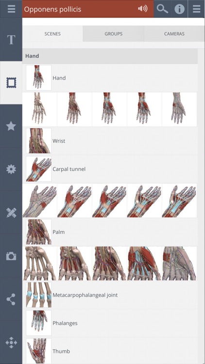 Forearm & Hand: 3D Real-time