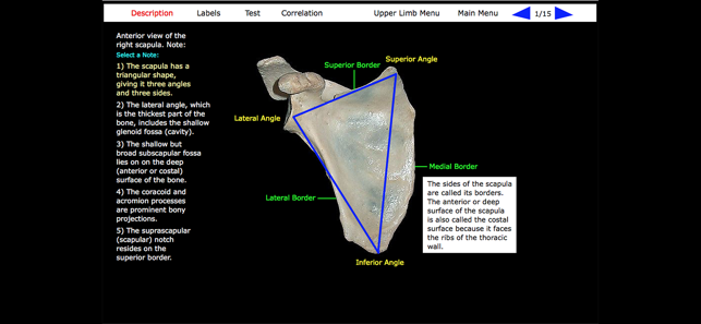 Human Skeleton: Gross Anatomy(圖8)-速報App