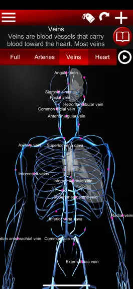Game screenshot Circulatory System 3D Anatomy apk