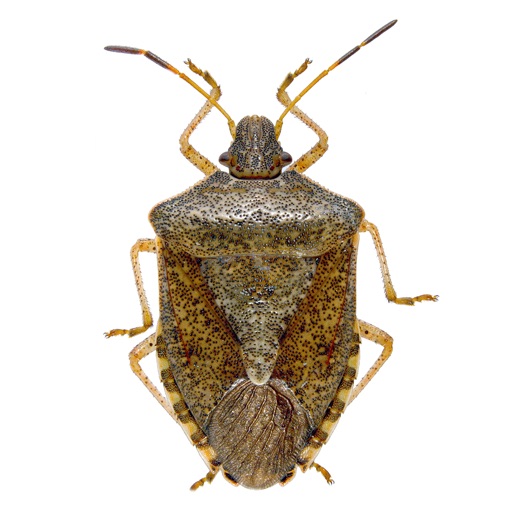 Stink Bug Scout icon