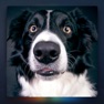 Get Relax Music for Dogs for iOS, iPhone, iPad Aso Report
