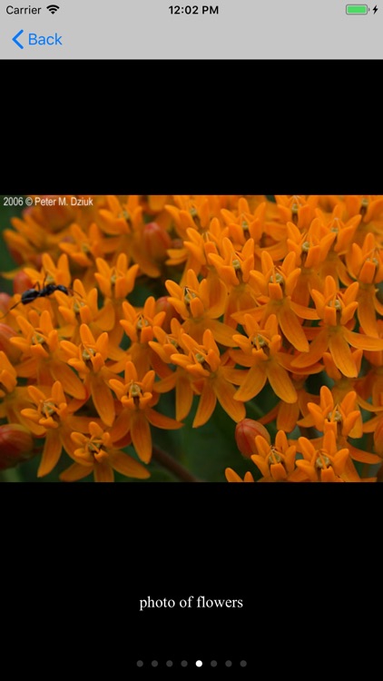 Minnesota Wildflowers Info. screenshot-4