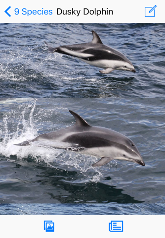 Antarctic Wildlife Guide - náhled