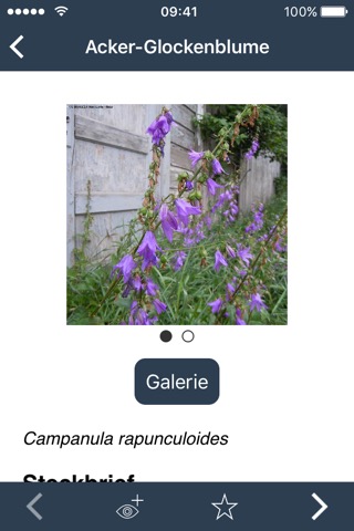 Bienenpflanzen für den Gartenのおすすめ画像3