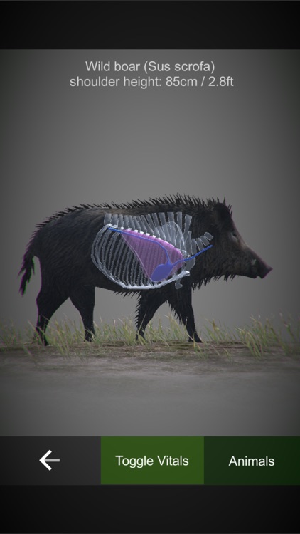 HuntingSim