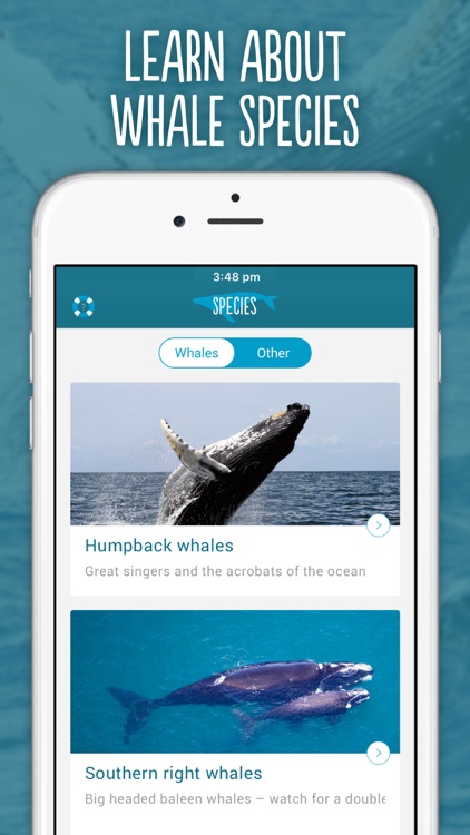 Wild About Whales screenshot-4