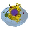 The Cell The Cell