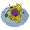 The Cell is a 3D scale model of a cell