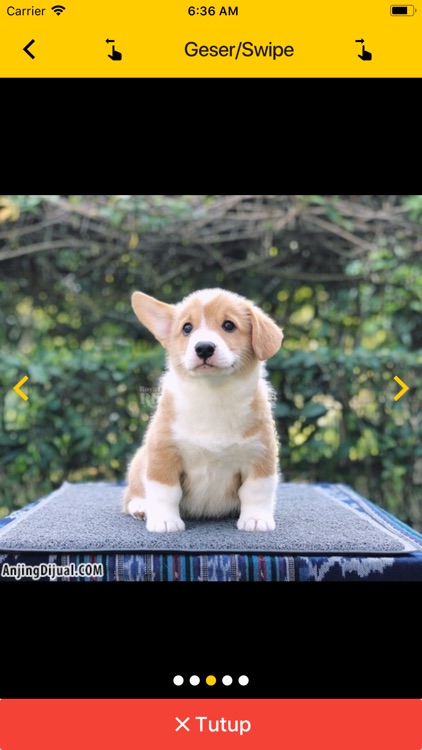 AnjingDijual screenshot-6