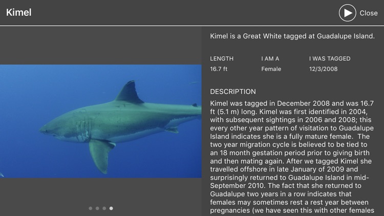 Expedition White Shark
