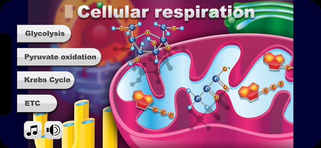 Biology Cellular Respiration P(圖1)-速報App