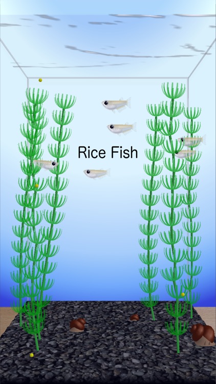 Rice Fish