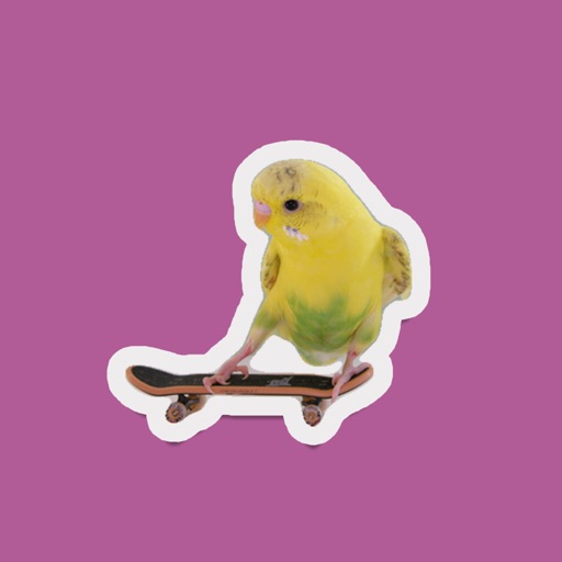 super cool skateboarding birds