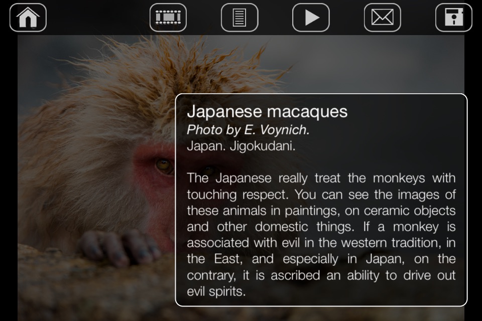 Japanese Macaques screenshot 3