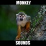 Get Monkey Sounds! Animal Sounds.! for iOS, iPhone, iPad Aso Report