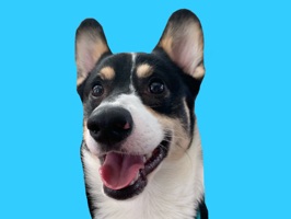 Corgi Axel Sticker Pack