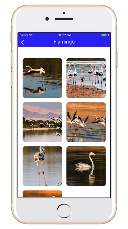 Birds of Jordan H screenshot-3