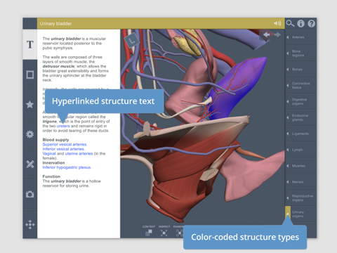 Female Pelvis: 3D Real-time screenshot 4