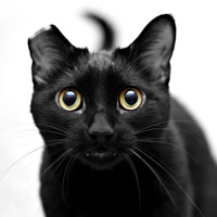 Realistic Cat Sounds! sur PC