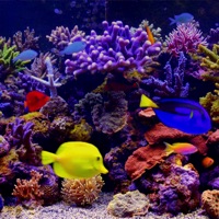 Amazing Aquariums In HD apk