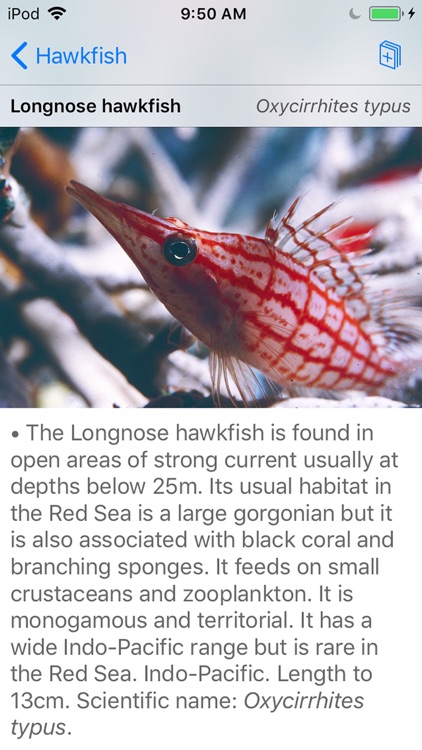 Red Sea Fish ID