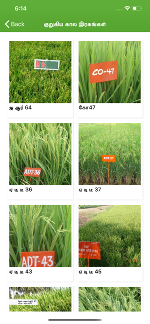 Paddy Varieties(圖2)-速報App