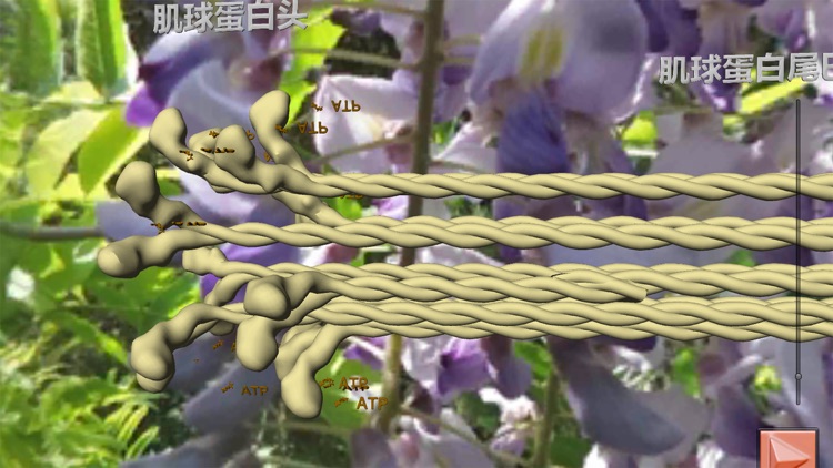 肌肉和分子马达在3D虚拟现实中 screenshot-3