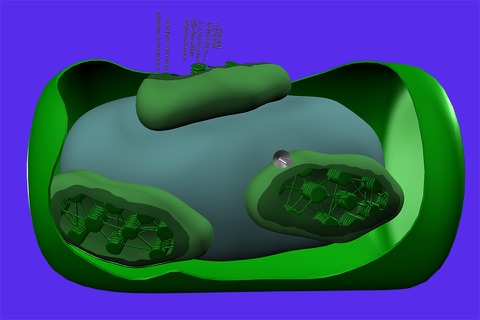 Photosynthesis in 3D screenshot 2