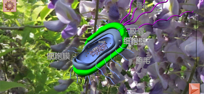 3D细胞结构（动物，植物，原核生物