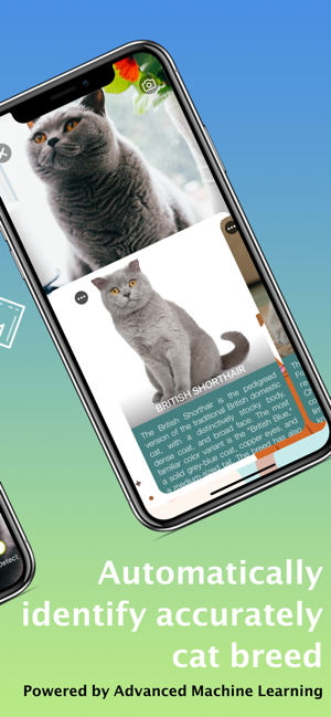 Cat Identifier - Kitty Scanner(圖3)-速報App