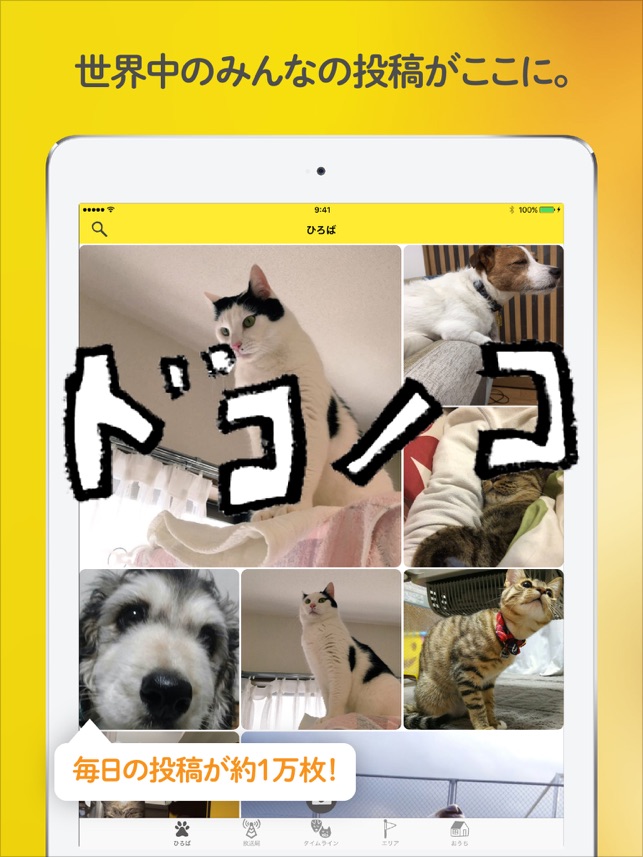 ドコノコ いぬねこ写真アプリ をapp Storeで