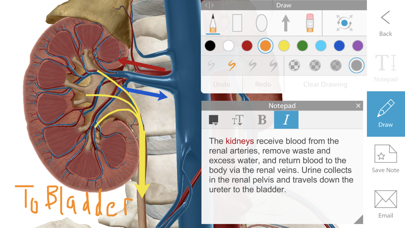 Human Anatomy Atlas 2017 - Complete 3D Human Body Screenshot 4