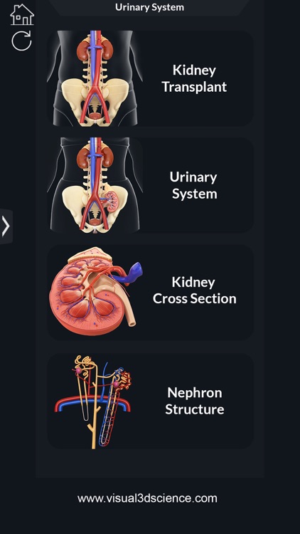 Urinary System