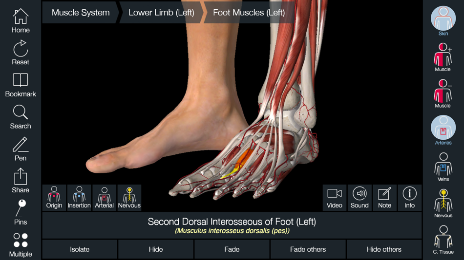 Muscle foot.