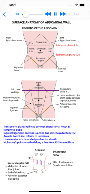 Anatomy Thorax and Abdomen(圖3)-速報App