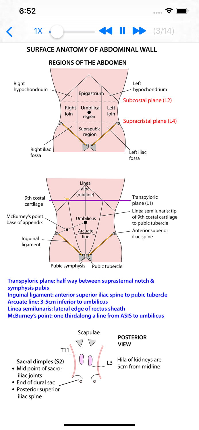 Anatomy Thorax and Abdomen