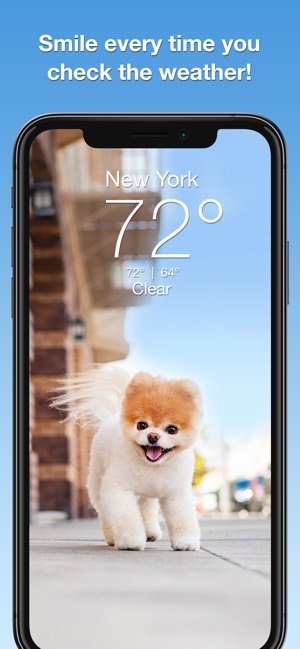 Boo Weather: Pomeranian Puppy(圖1)-速報App