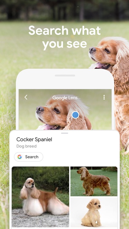 Google: Search, Discover, News