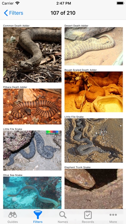 Australian Reptiles and Frogs screenshot-3