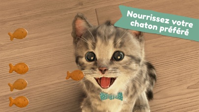 Petit Chaton Mon Chat Préféré Petit Chaton Mon Chat Préféré