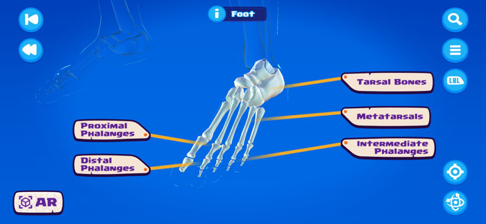 U.S. Army STARS Anatomy