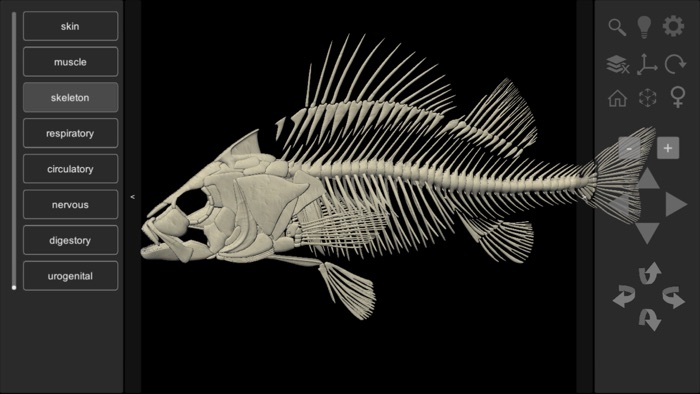 3D Fish Anatomy
