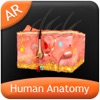 Human Anatomy - Integumentary