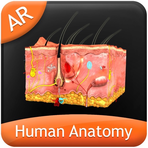 Human Anatomy - Integumentary icon