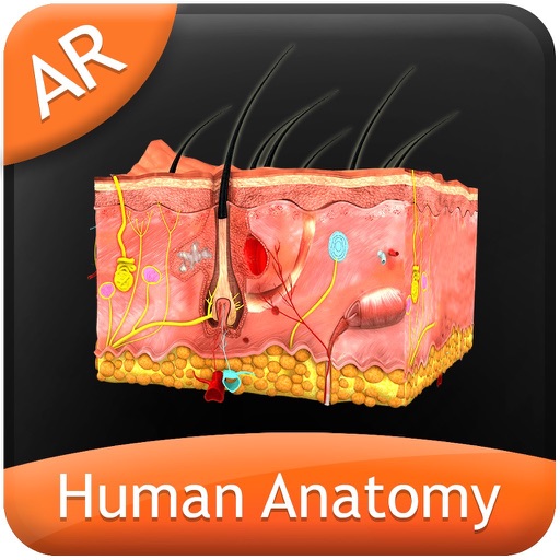 Human Anatomy - Integumentary