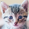 SnapCat - Cat Breed Identifier